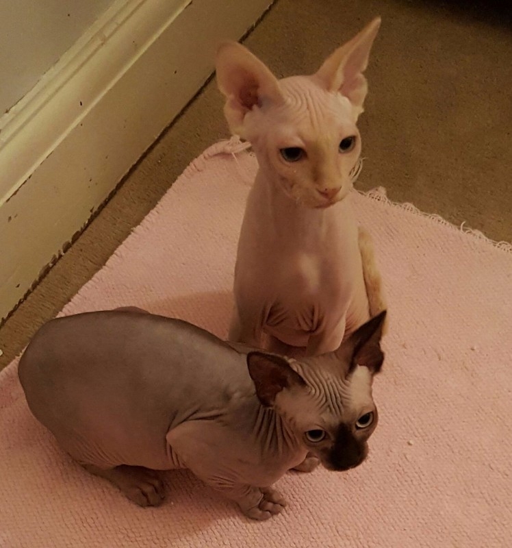 1 Male and 1 feMale Sphynx Kitten for sale