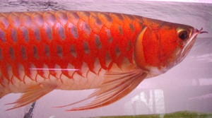 supper red and other arowana fishes available 